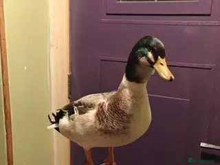 Ducks poultry Miniature Silver Appleyard drakes in Tranent - Advert 2