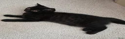British Shorthair cats for sale: Beautiful British Shorthair Kittens for LovingHome - Advert 33