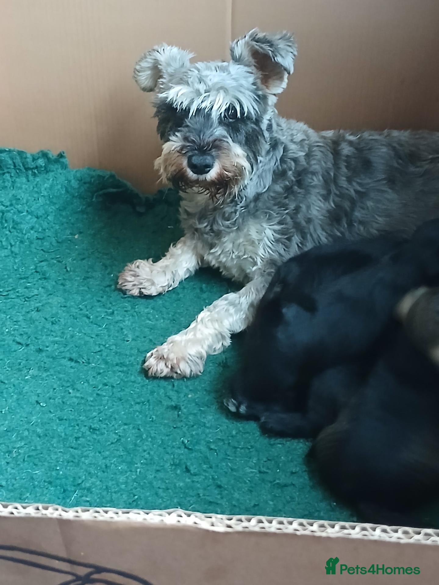 Miniature Schnauzer dogs Miniature shnauzer puppies  - Advert 1