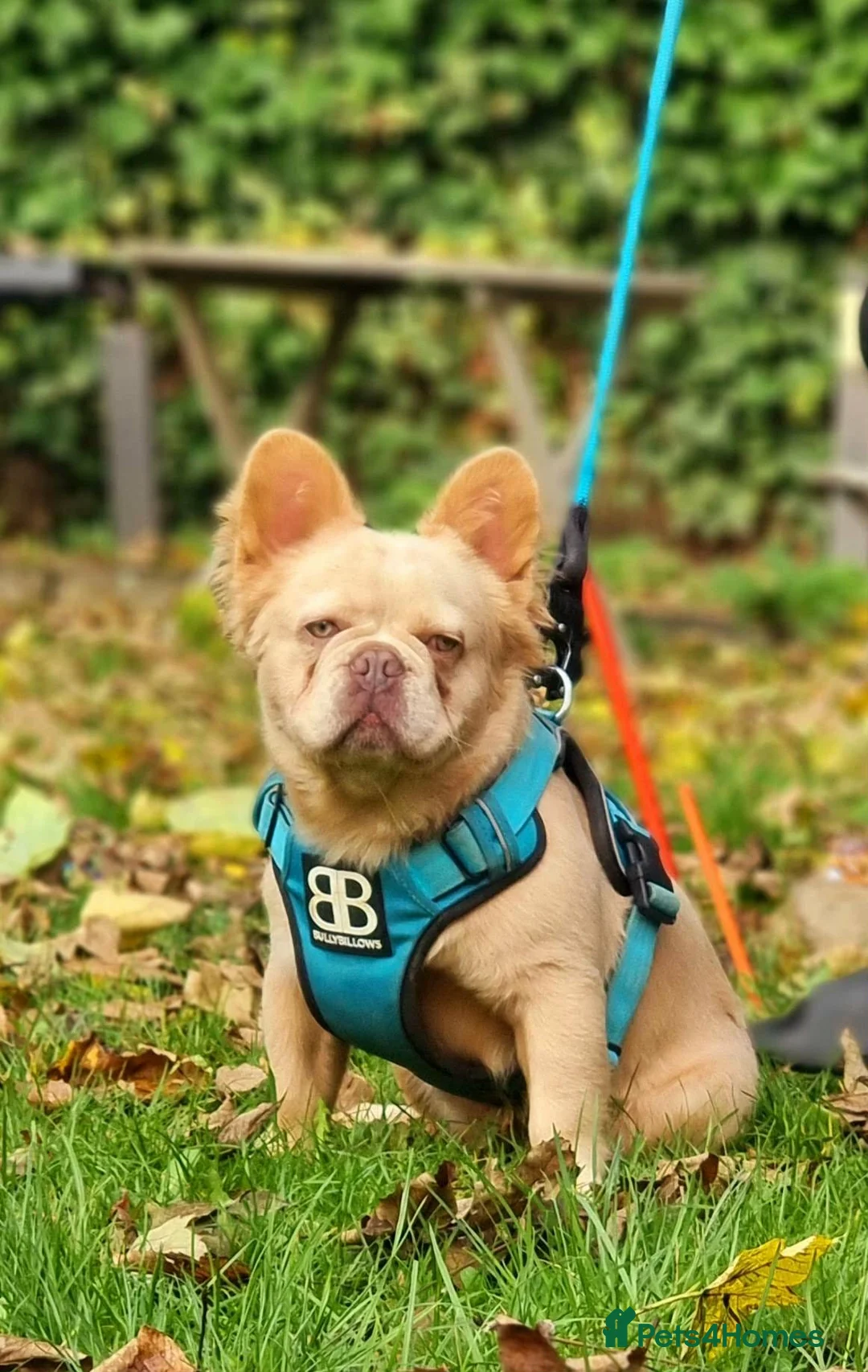 French Bulldog dogs for stud: Beautiful French bulldog  - Advert 2