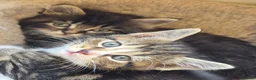 Mixed Breed cats for sale: Kittens, kittens, kittens!!!!!! - Advert 24