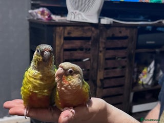 Conures birds for sale: Hand reared and hand tame Conures - Advert 1