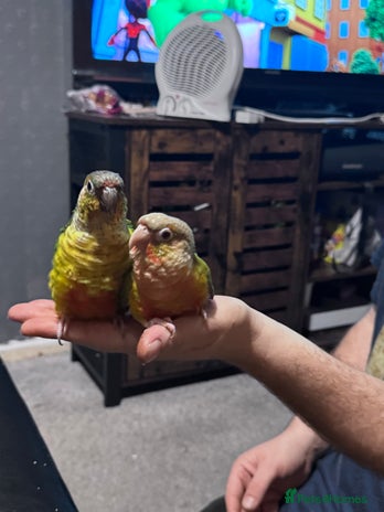 Conures birds Hand reared and hand tame Conures - Advert 3