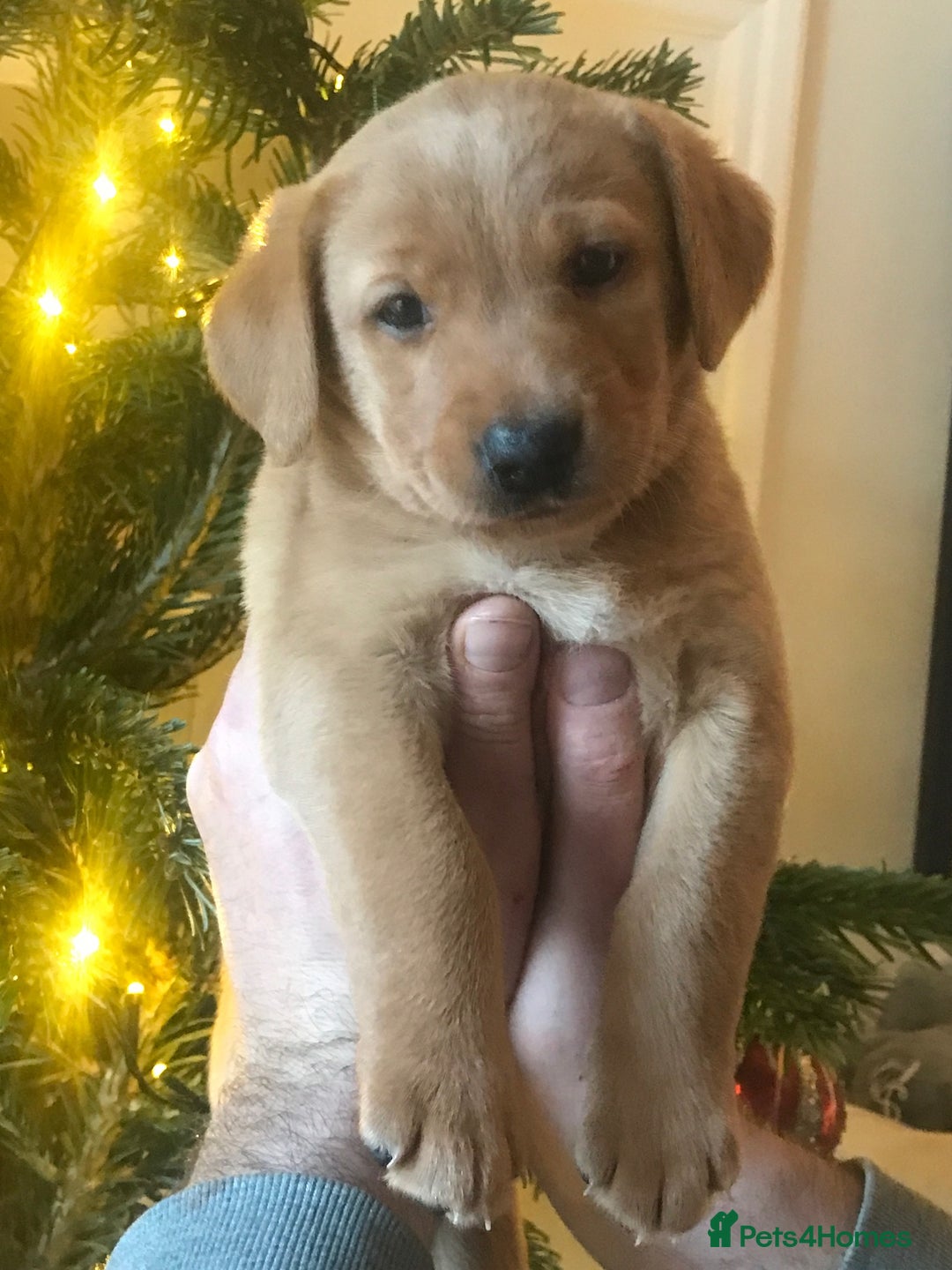 Labrador Retriever dogs for sale: Gorg KC reg labradors with amazing lineage - Advert 36