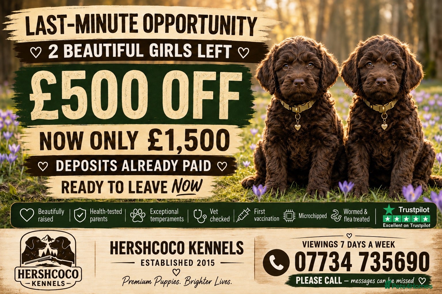 Labradoodle dogs £500 OFF! Stunning Chocolate Girls Ready Now - Advert 1