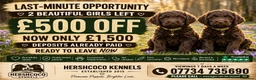 Labradoodle dogs for sale: £500 OFF! Stunning Chocolate Girls Ready Now - Advert 1