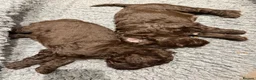 Labradoodle dogs for sale: Gorgeous Labradoodle Puppies - 3 left! - Advert 6