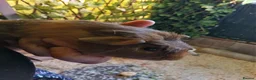 Guinea Pig rodents for sale: Male guineas in Hull - Advert 6