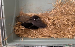 Netherland Dwarf rabbits for sale: Netherland Dwarf Bunnies - 6 left - Image 2