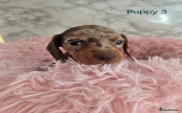 Miniature Dachshund dogs for sale: Stunning miniature dachshund puppies - Image 7