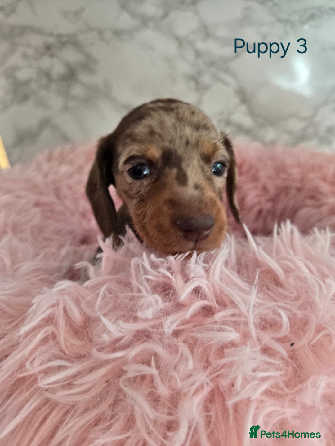 Miniature Dachshund dogs for sale: Stunning miniature dachshund puppies - Image 7