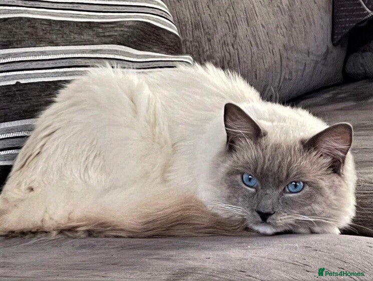 Ragdoll cats Last Stunning Full Pedigree Ragdoll Baby Ready Now - Advert 1