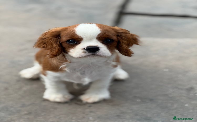 Cavalier King Charles Spaniel dogs in Airdrie - Advert 2