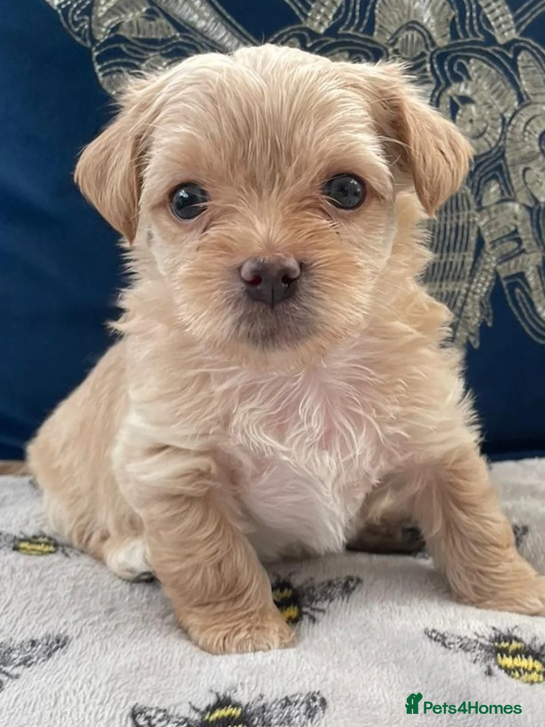 Yorkshire Terrier dogs for stud: Yorkshire terrier for stud - Advert 9