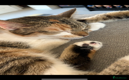 Domestic Shorthair cats for sale: Rehome Cats  - Image 5