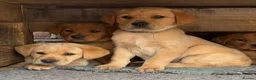 Labrador Retriever dogs for sale: Gorgeous Black and Yellow KC Labs - Advert 5