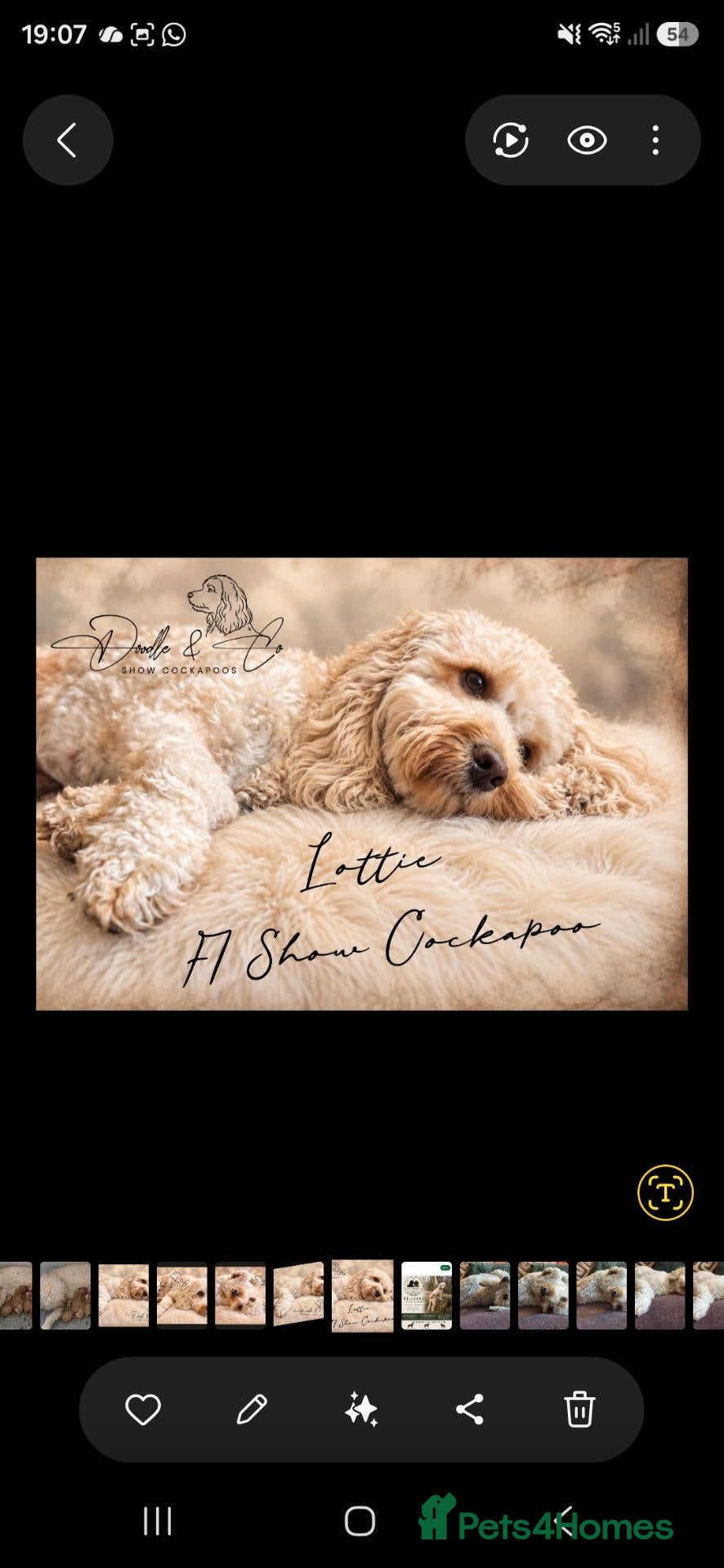 Cockapoo dogs Stunning health tested F1b Cockapoo puppies - Advert 10