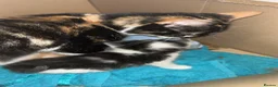 Mixed Breed cats for sale: Cute kittens almost ready for their forever homes - Advert 1