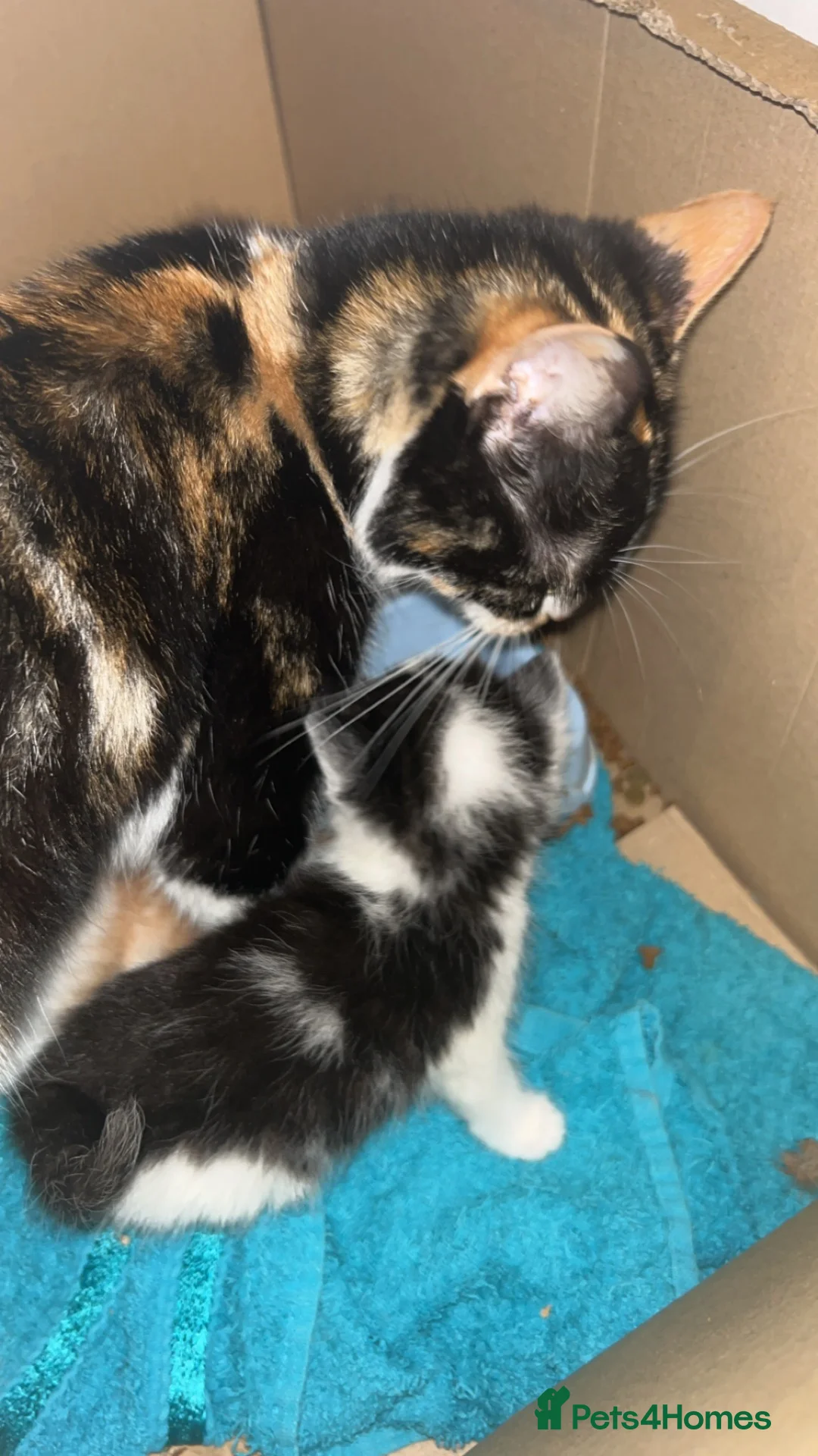 Mixed Breed cats for sale: Cute kittens almost ready for their forever homes - Advert 1
