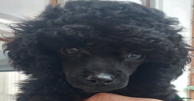 Toy Poodle dogs - Advert 2