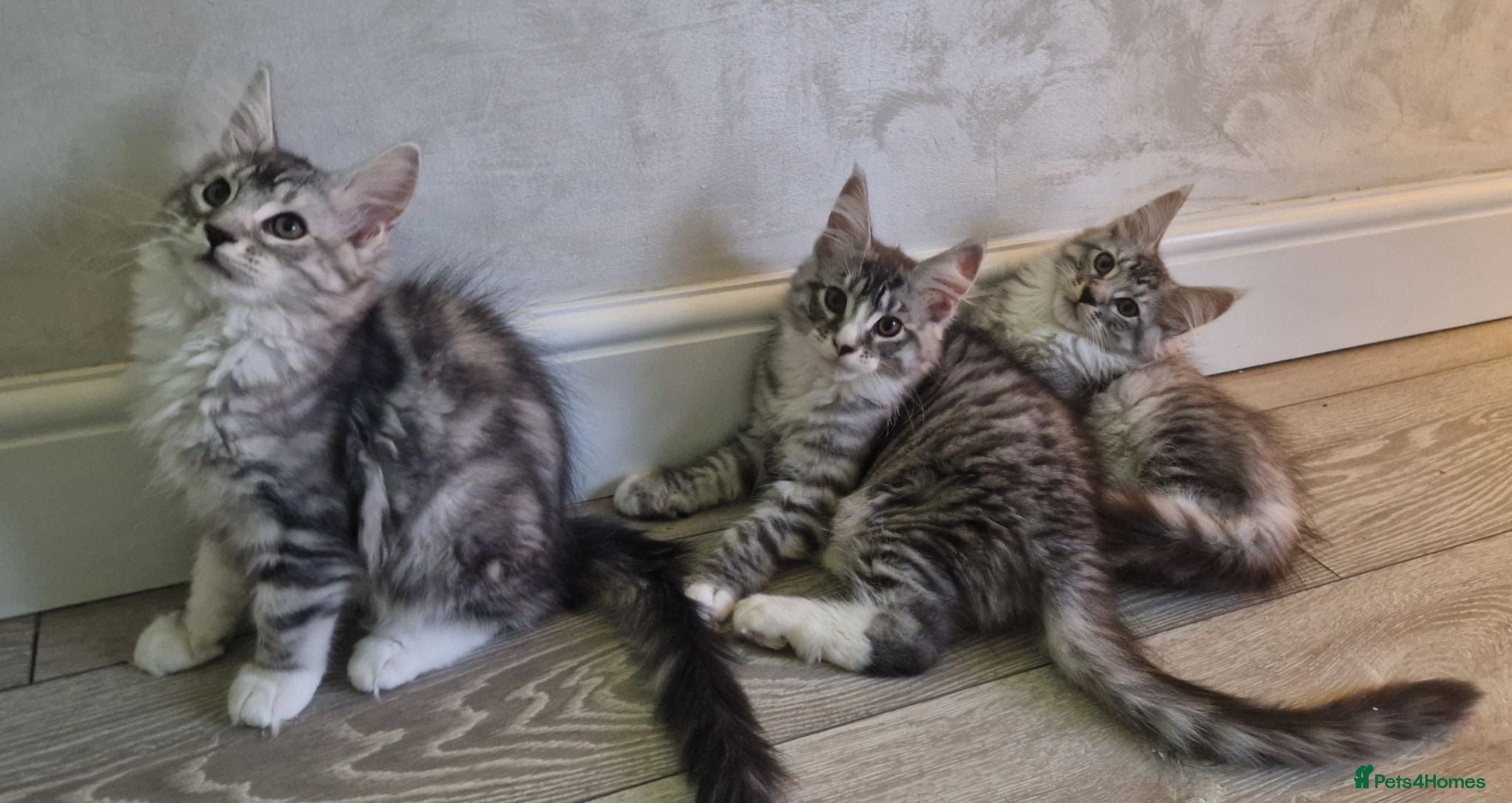 Maine Coon cats Full Pedigree maine coon kittens  - Advert 7