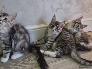 Maine Coon cats Full Pedigree maine coon kittens - Advert 7