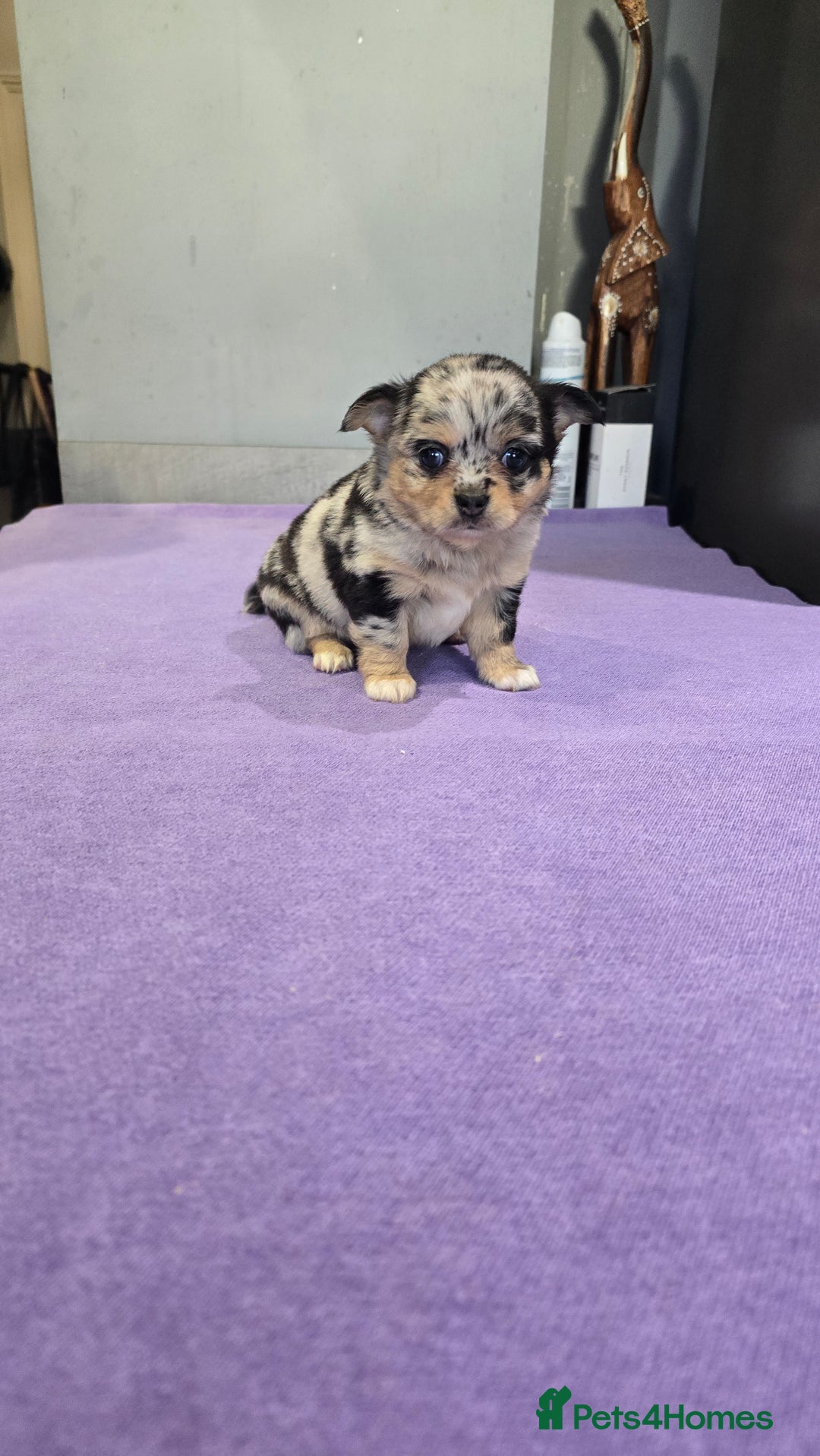 Chihuahua dogs for sale: Chihuahua puppies Russian ancestry with perfect bo - Advert 26