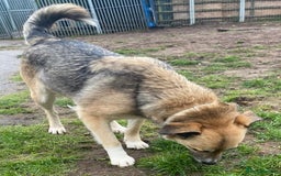 Mixed Breed dogs for adoption: CHLOE - a Lovely mix breed Girl, for a Loving Home - Image 14