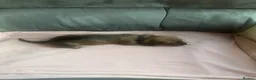 Dachshund dogs for sale: 4 beautiful dachshunds  - Advert 8