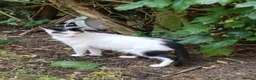 Mixed Breed cats for sale: Loveable cat in Crewe - Advert 5