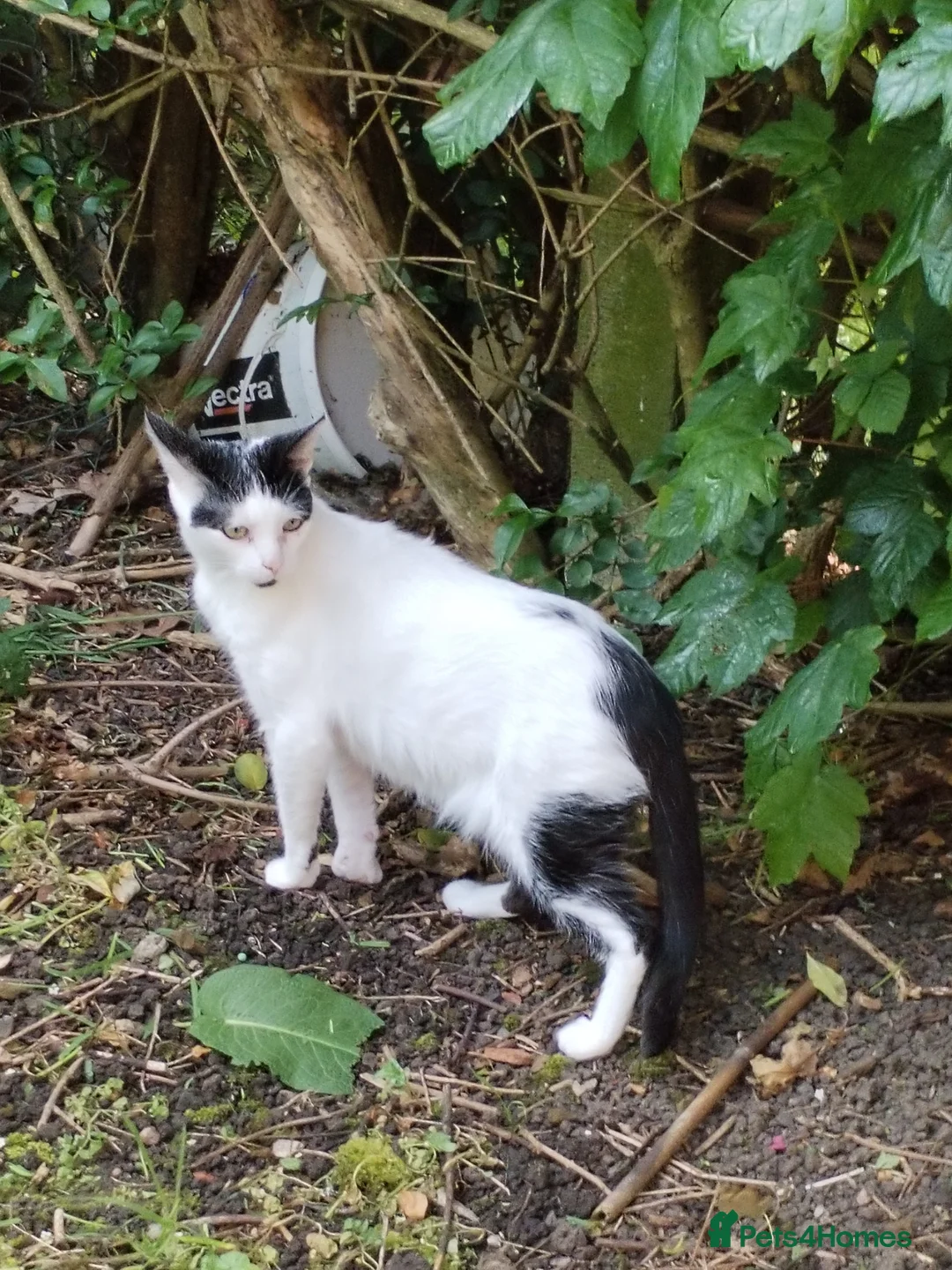 Mixed Breed cats for sale: Loveable cat in Crewe - Advert 5