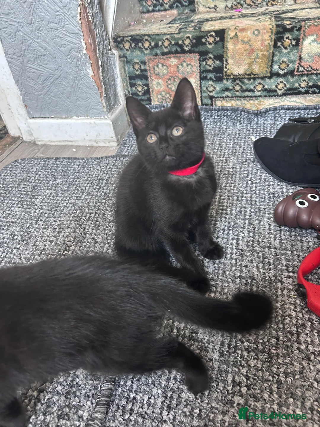 Mixed Breed cats for sale: 5 kittens for rehoming - Advert 2