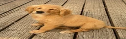 Golden Retriever dogs for sale: KC Healthy Golden Retriever Puppies - Advert 19