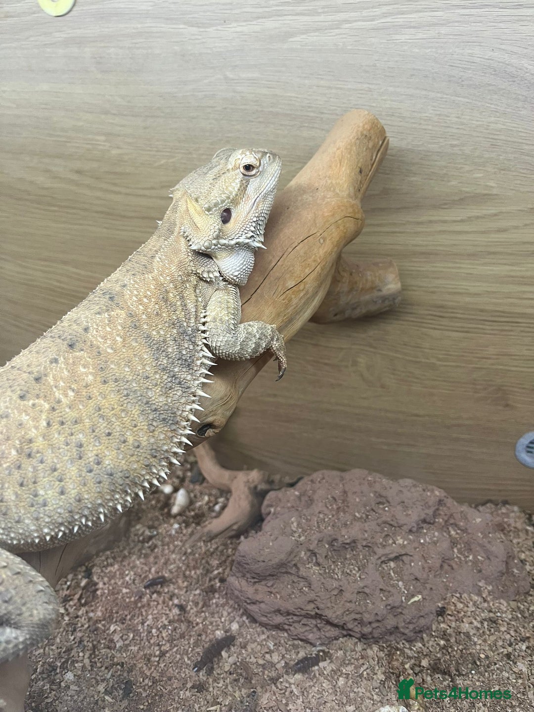 Bearded Dragon reptiles for sale: Bearded dragon + vivarium with accessories  - Advert 6