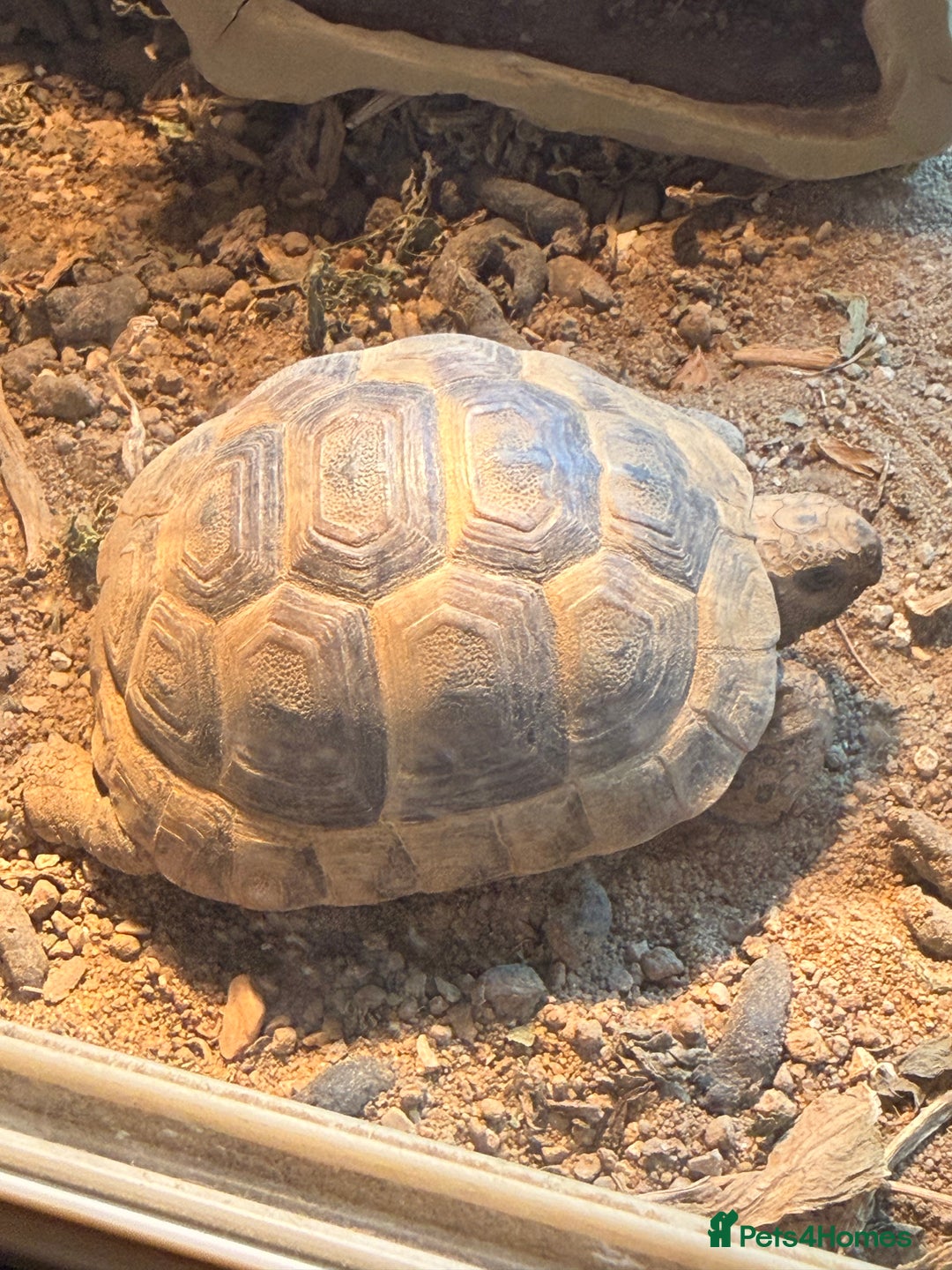 Tortoise reptiles for sale: 4 spur thigh tortoise plus set up  - Advert 5
