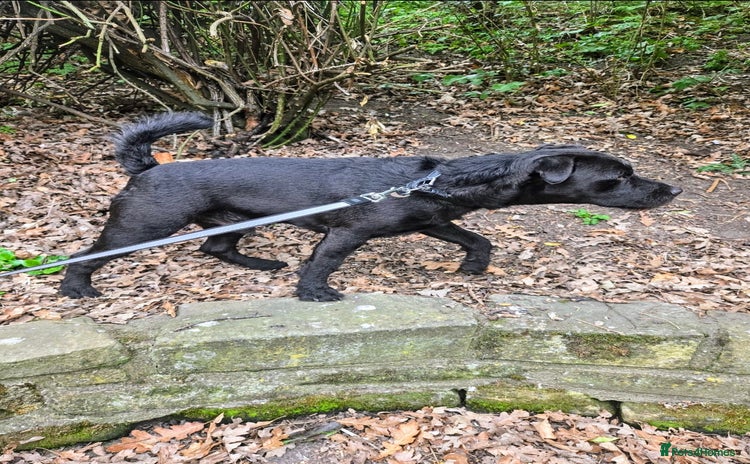 Patterdale Terrier dogs - Advert 1