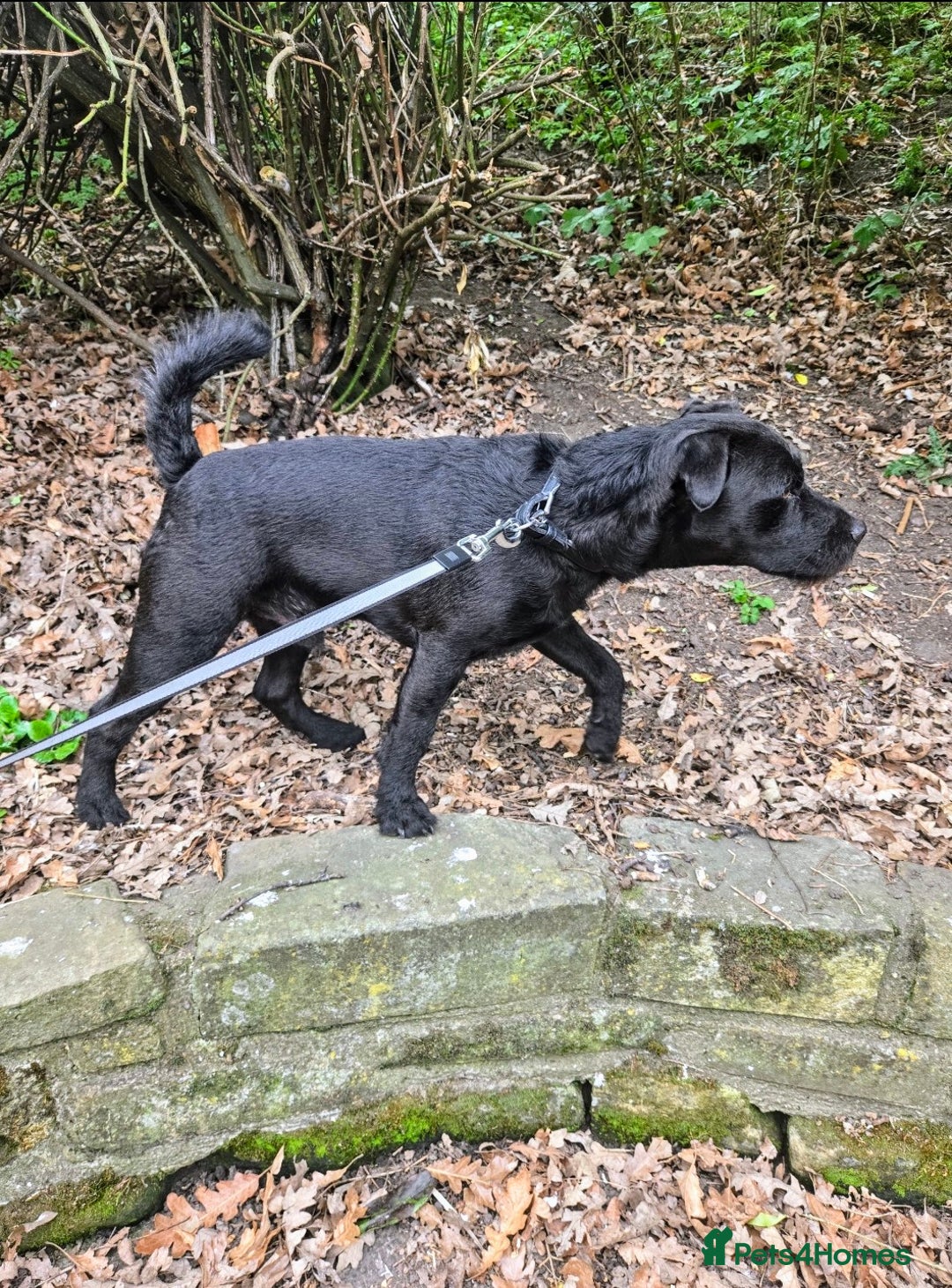 Patterdale Terrier dogs for stud: Patterdale Terrier for stud - Image 1