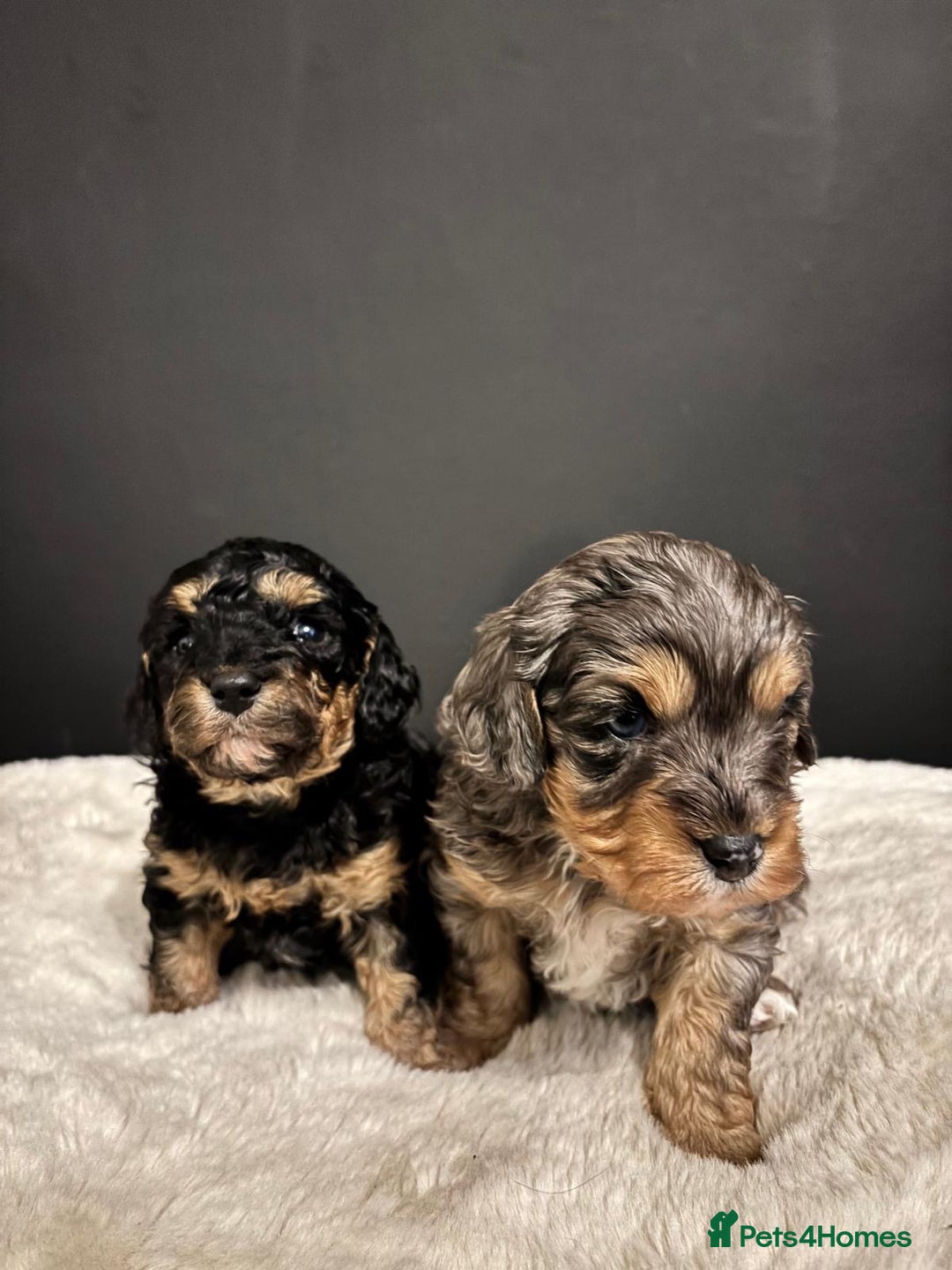 Cavapoo dogs for sale: Two Beautiful Boy Cavapoo Puppies For Sale  - Advert 3