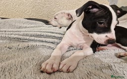 Staffordshire Bull Terrier dogs for sale: From Our Family to Yours - Image 12
