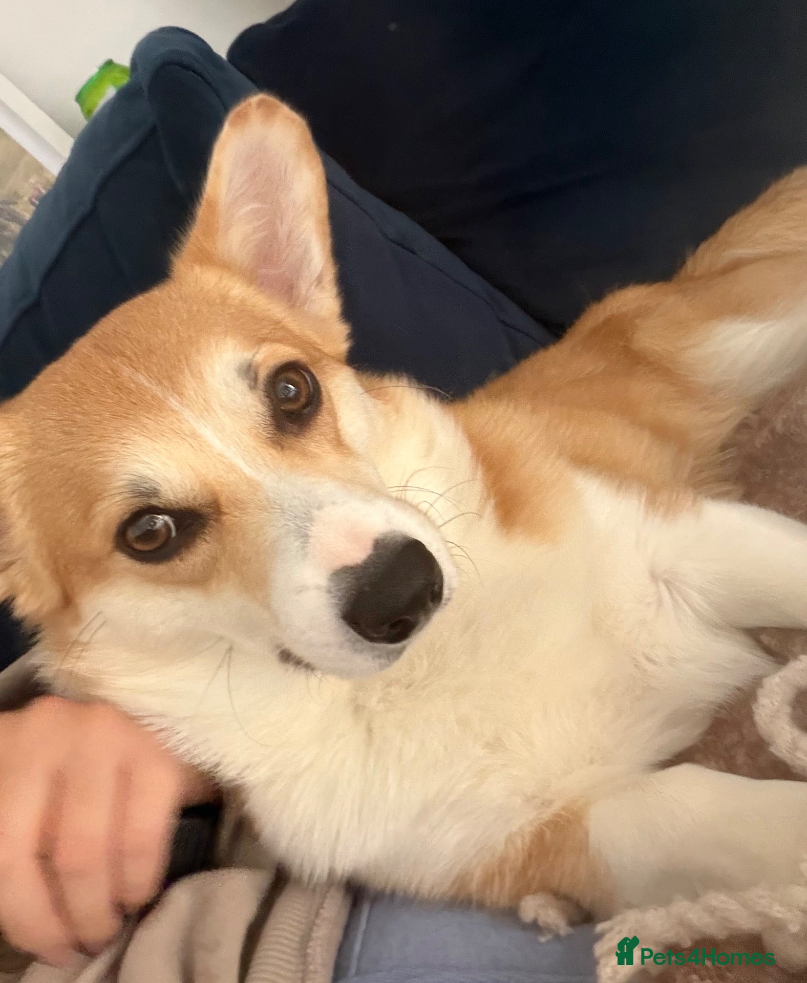 Welsh Corgi Pembroke dogs Cherished Welsh Pembrokeshire Corgis  - Advert 2