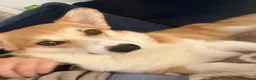 Welsh Corgi Pembroke dogs for sale: Cherished Welsh Pembrokeshire Corgis  in Buckingham - Advert 2