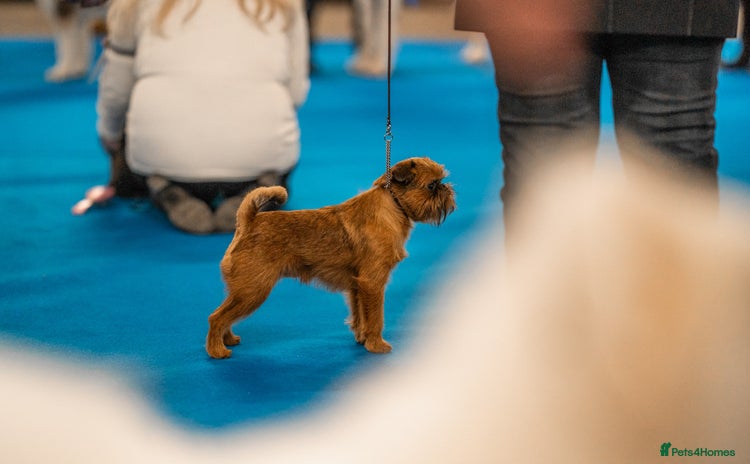 Griffon Bruxellois dogs - Advert 1