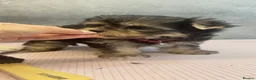 Morkie dogs for sale: Yorky x Maltize - Advert 11
