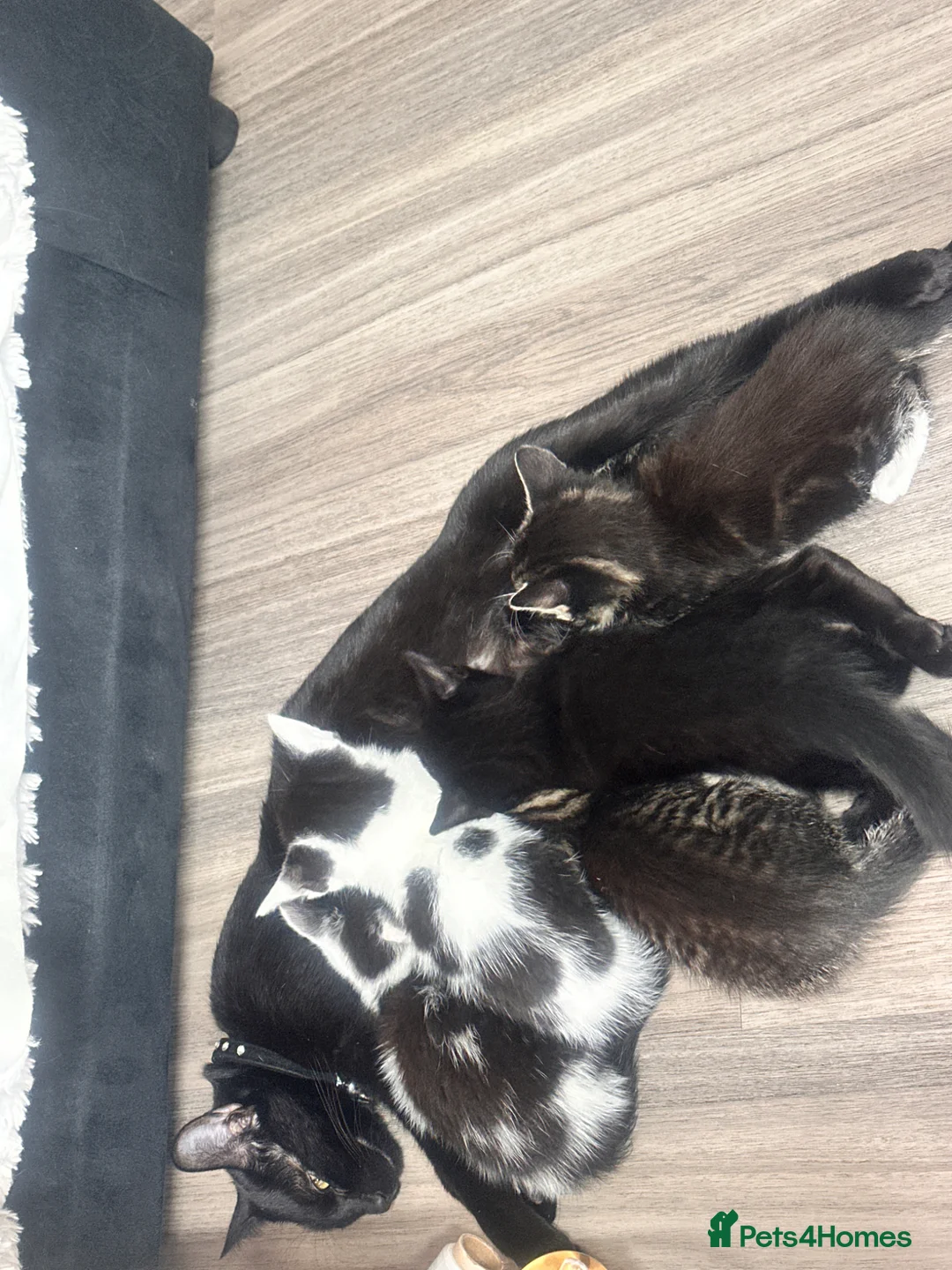 Bombay cats for sale: Beautiful Kittens Ready for Loving Homes - Advert 22