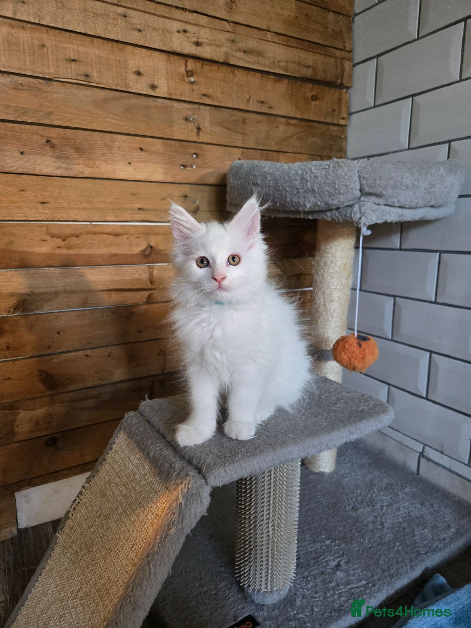 Maine Coon cats MAINE COON kitten - Advert 3