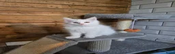 Maine Coon cats for sale: MAINE COON kitten - Advert 7