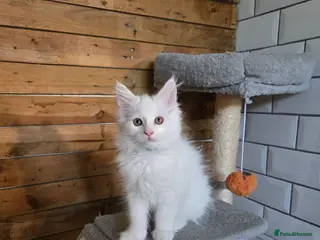 Maine Coon cats MAINE COON kitten - Advert 3