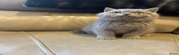 British Shorthair cats for sale: British Shorthair  - Advert 8
