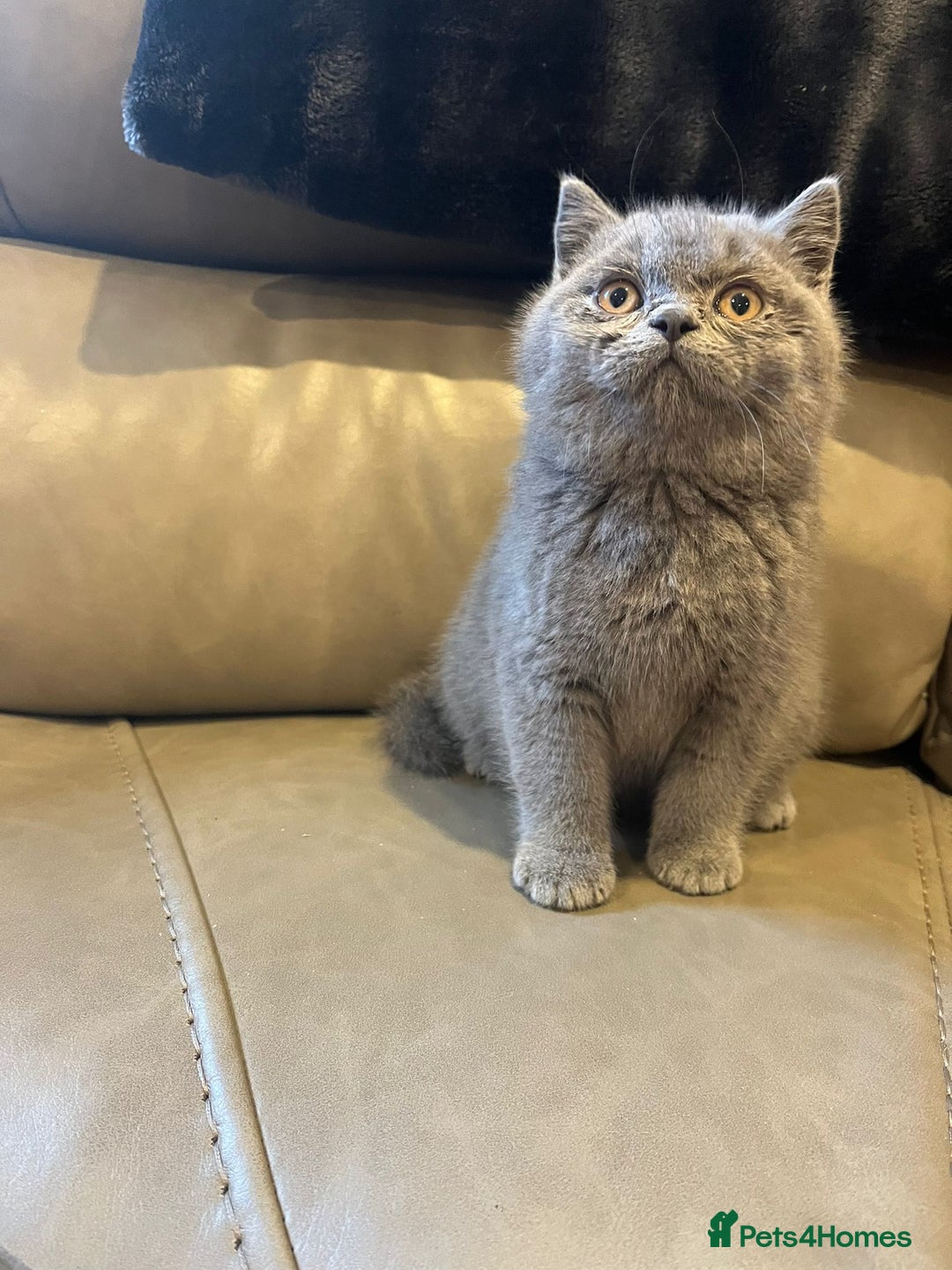 British Shorthair cats for sale: British Shorthair  - Image 8