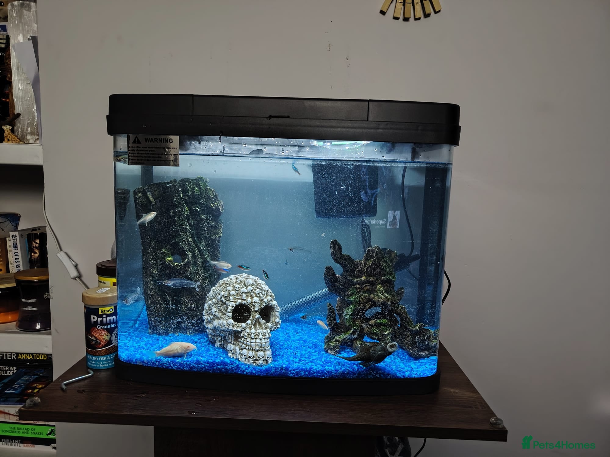 Tetras fish Tropical Fish Tank for Sale with Fish - Advert 2